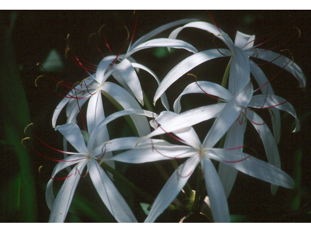 Crinum americanum (American crinum lily) #37020