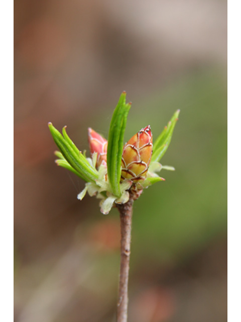 Rhododendron oblongifolium (Texas azalea) #37026