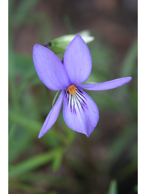 Viola pedata (Birdfoot violet) #37029