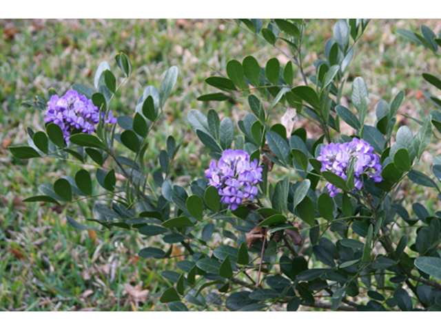 Sophora secundiflora (Texas mountain laurel) #37036