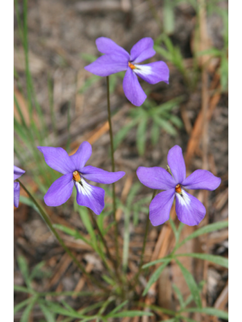 Viola pedata (Birdfoot violet) #37041