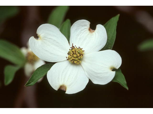 Cornus florida (Flowering dogwood) #37042
