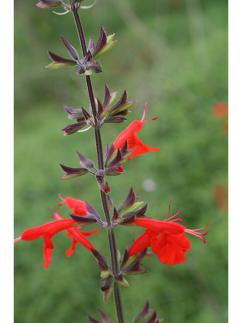 Salvia coccinea (Scarlet sage) #37085