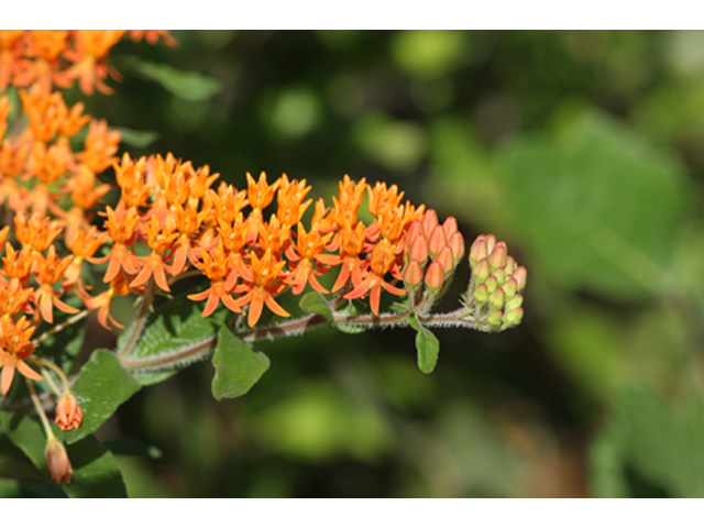 Asclepias tuberosa (Butterflyweed) #37093