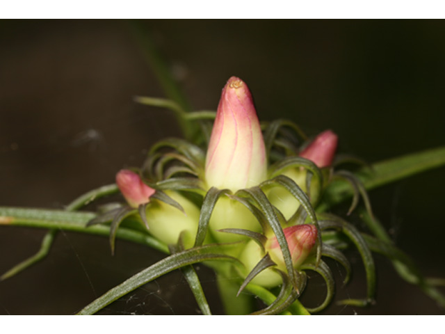 Sabatia gentianoides (Pinewoods rose gentian) #37114