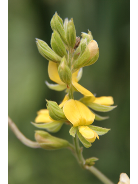 Rhynchosia latifolia (Prairie snoutbean) #37122