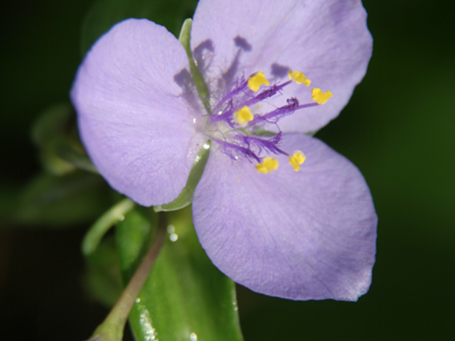 Tradescantia ohiensis (Ohio spiderwort) #37126