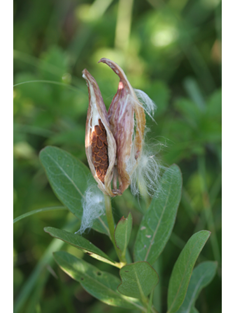 Asclepias viridis (Green milkweed) #37127