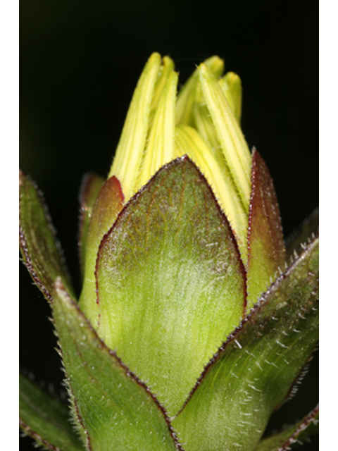 Silphium gracile (Slender rosinweed) #37131