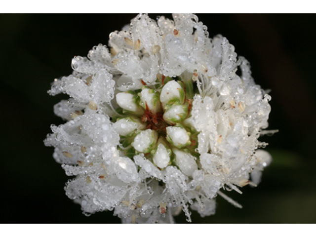 Dalea candida (White prairie clover) #37138