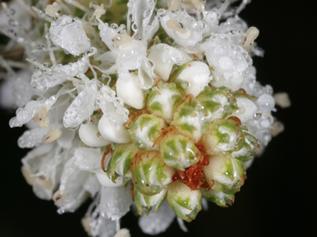 Dalea candida (White prairie clover) #37139