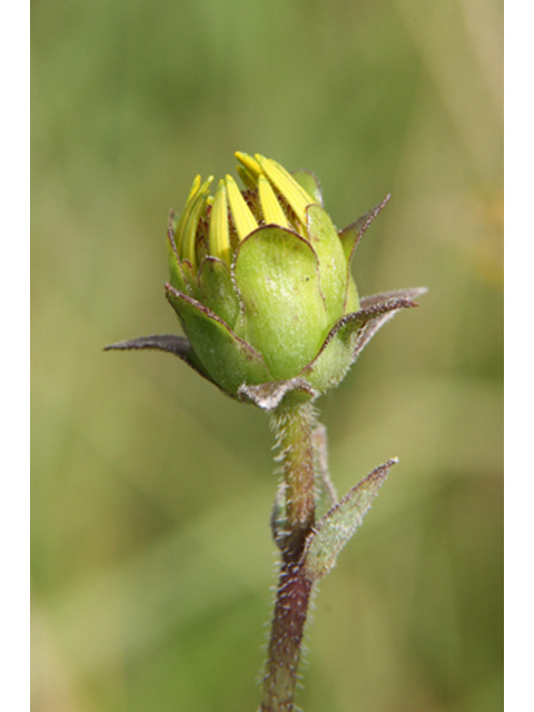 Silphium gracile (Slender rosinweed) #37142