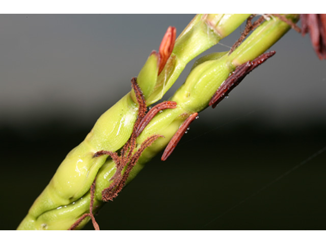 Tripsacum dactyloides (Eastern gamagrass) #37153