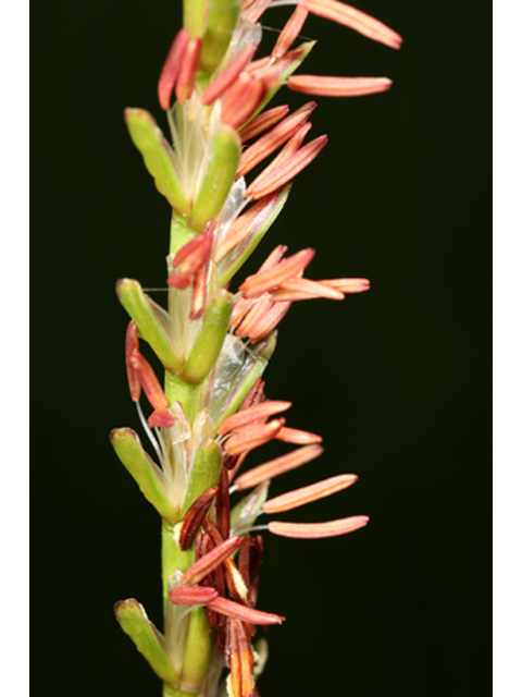 Tripsacum dactyloides (Eastern gamagrass) #37158