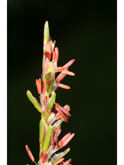 Tripsacum dactyloides (Eastern gamagrass) #37159