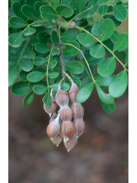 Sophora secundiflora (Texas mountain laurel) #37164