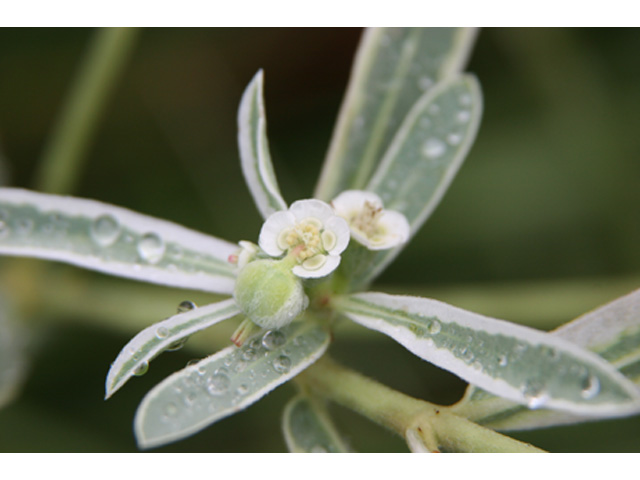 Euphorbia bicolor (Snow on the prairie) #37185