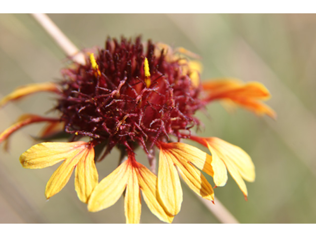 Gaillardia aestivalis var. aestivalis (Lanceleaf blanketflower) #37187