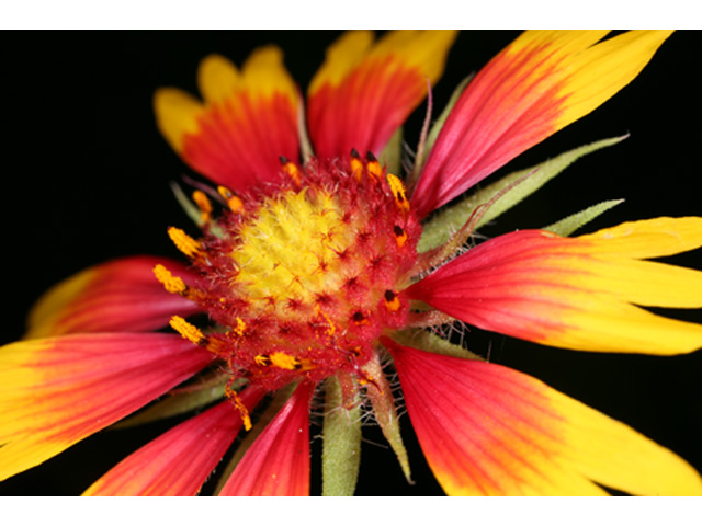 Gaillardia aestivalis var. aestivalis (Lanceleaf blanketflower) #37190