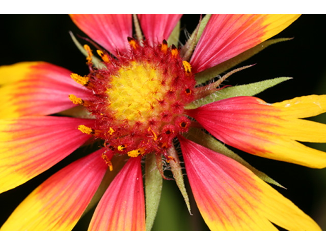 Gaillardia aestivalis var. aestivalis (Lanceleaf blanketflower) #37192