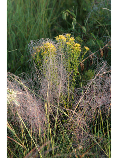 Muhlenbergia capillaris (Gulf muhly) #37193
