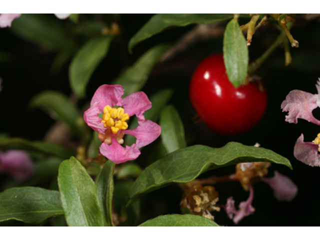 Malpighia glabra (Barbados cherry) #37195