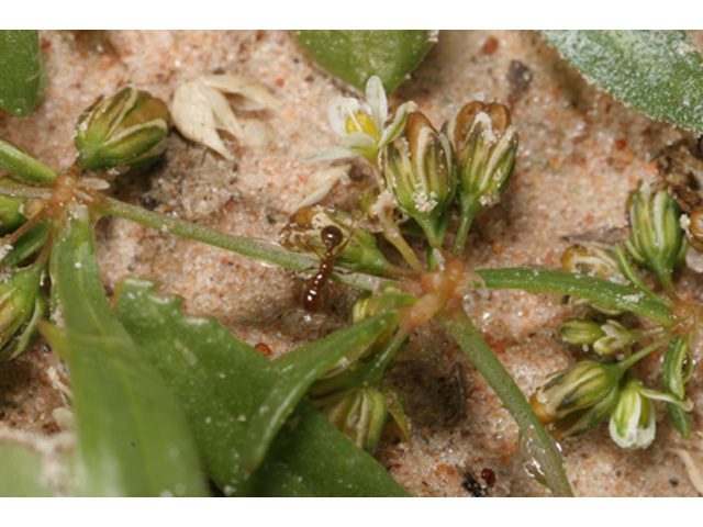Mollugo verticillata (Green carpetweed) #37208