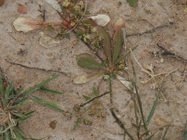 Mollugo verticillata (Green carpetweed) #37209