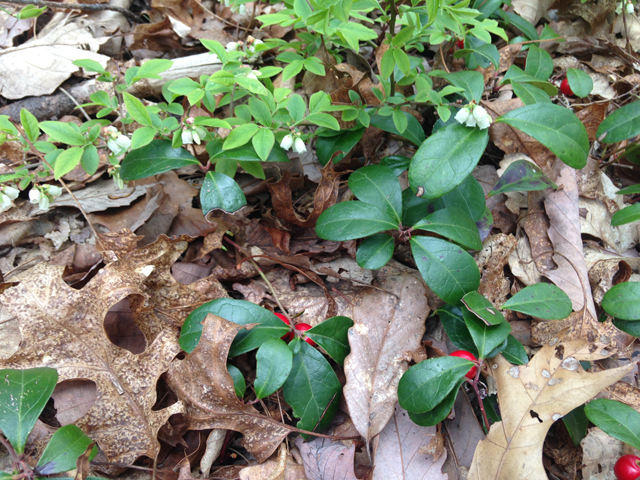 Gaultheria procumbens (Eastern teaberry) #45092