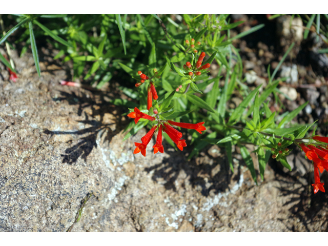 Bouvardia ternifolia (Scarlet bouvardia) #51785