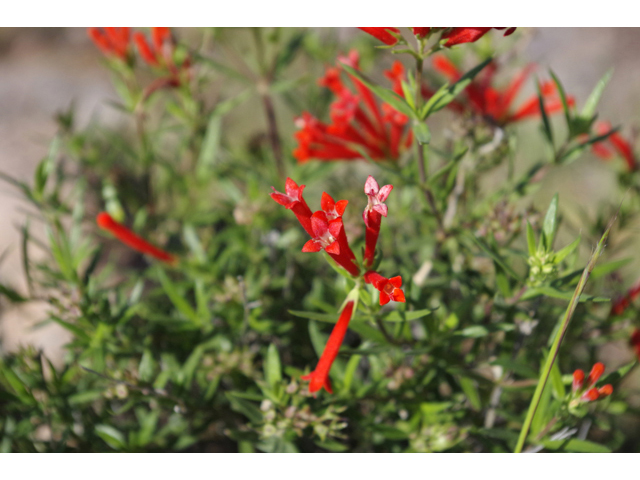 Bouvardia ternifolia (Scarlet bouvardia) #51786