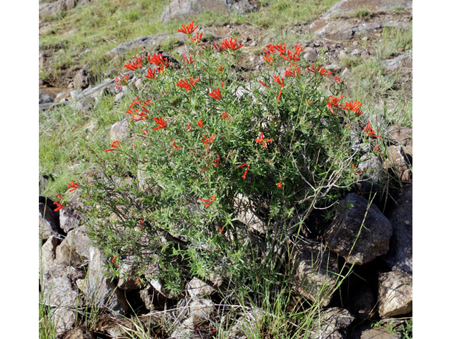 Bouvardia ternifolia (Scarlet bouvardia) #51787
