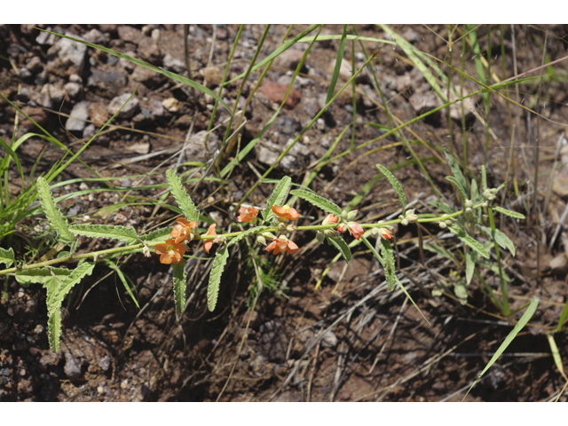 Sphaeralcea angustifolia (Narrowleaf globemallow) #51796