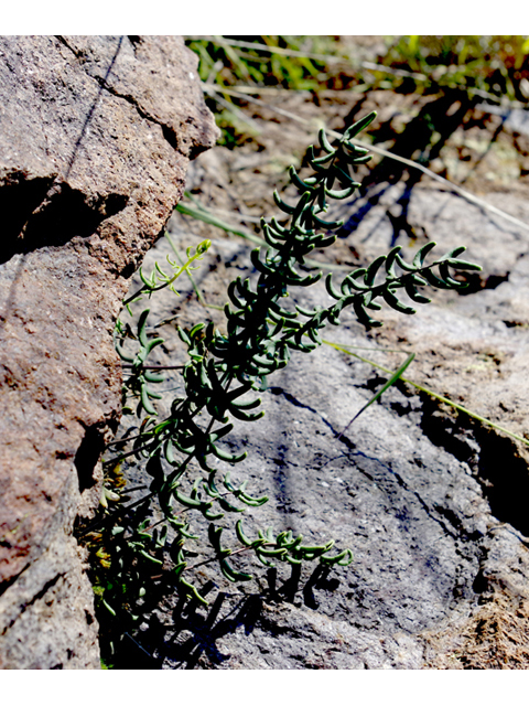 Pellaea ternifolia (Trans-pecos cliffbrake) #51815