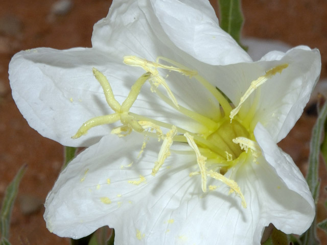 Oenothera albicaulis (Whitest evening-primrose) #26606