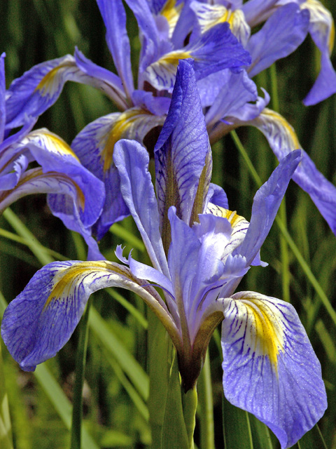 Iris missouriensis (Rocky mountain iris) #26611