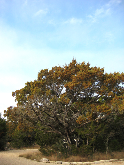 Juniperus ashei (Ashe juniper) #28551
