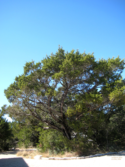 Juniperus ashei (Ashe juniper) #28552