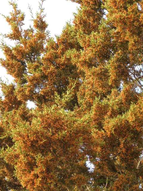 Juniperus ashei (Ashe juniper) #28553