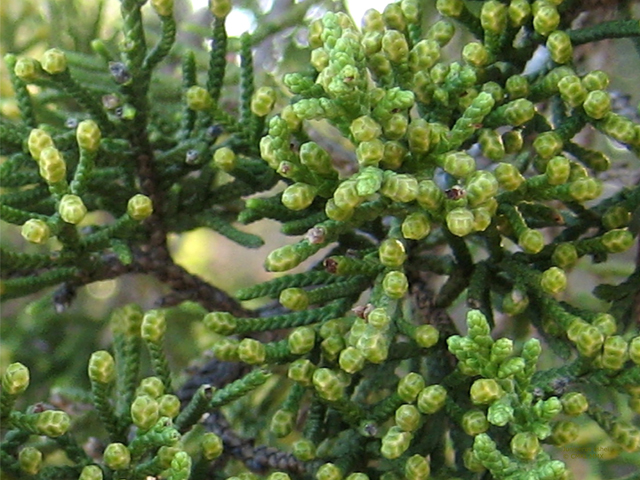 Juniperus ashei (Ashe juniper) #28554