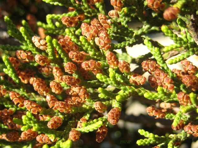 Juniperus ashei (Ashe juniper) #28560