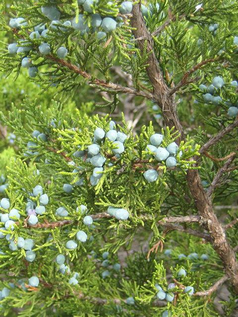 Juniperus ashei (Ashe juniper) #28562
