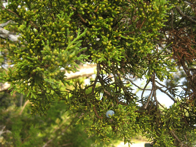 Juniperus ashei (Ashe juniper) #28563