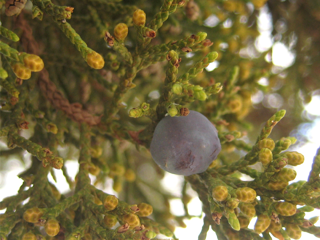 Juniperus ashei (Ashe juniper) #28564