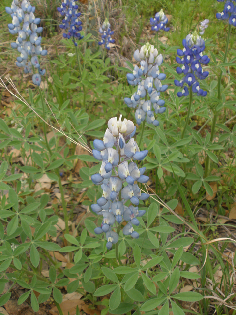 Lupinus texensis (Texas bluebonnet) #27613