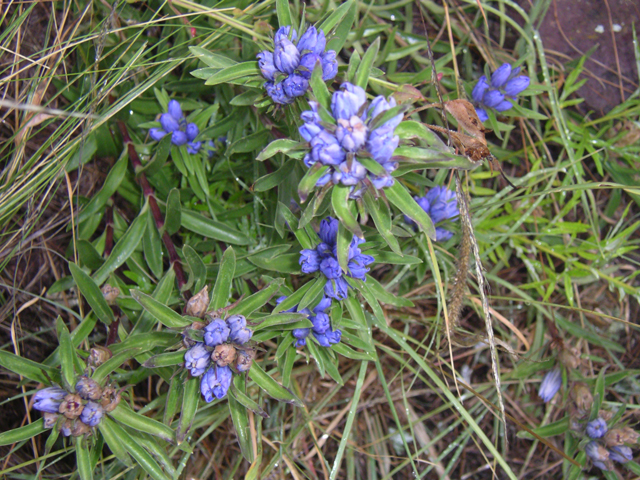 Gentiana affinis (Pleated gentian) #26825