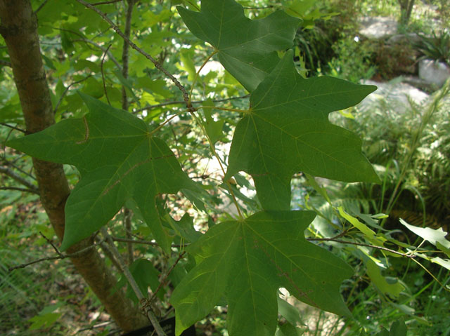 Acer grandidentatum (Bigtooth maple) #20110