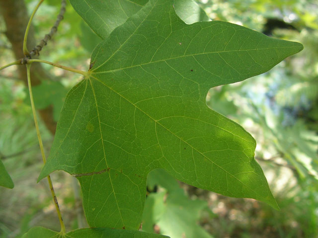 Acer grandidentatum (Bigtooth maple) #20111