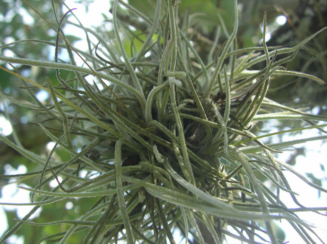 Tillandsia recurvata (Small ball moss) #20112