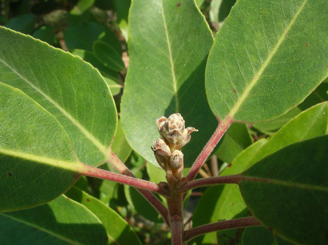 Arbutus xalapensis (Texas madrone) #20113